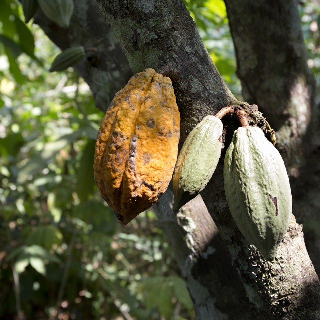 Research into forced labor in the cocoa industry